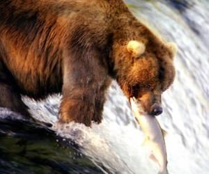 Brown Bear Catching Salmon